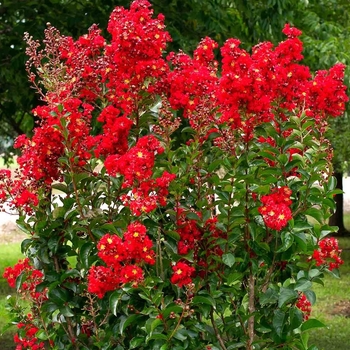 Lagerstroemia indica 'Miss Frances' 