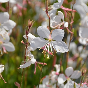 Gaura lindheimeri 'Blush White' PP20273P3
