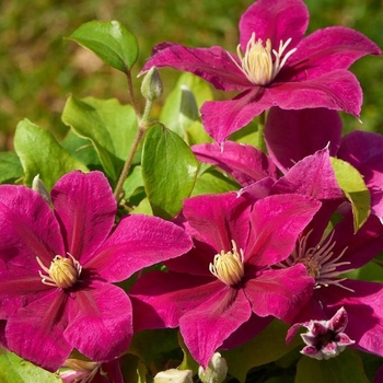Clematis 'Evipo078' PP29052
