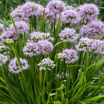 Allium 'MGsmmpkb13' PP29700P3