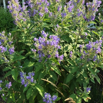Scutellaria incana