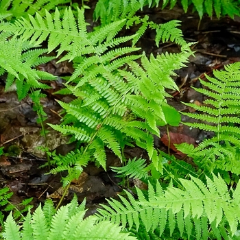 Thelypteris noveboracensis