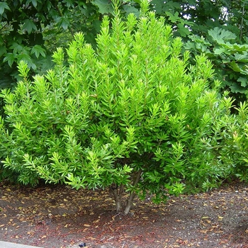 Myrica cerifera 'Don's Dwarf' 