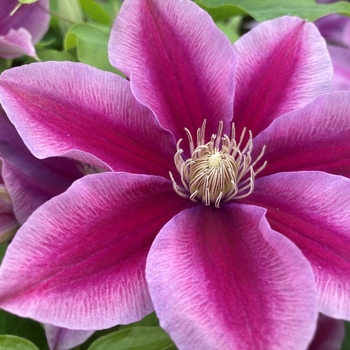 Clematis 'Evipo 113' USPP29492P2