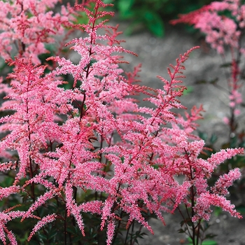 Astilbe simplicifolia 'Pretty in Pink' 