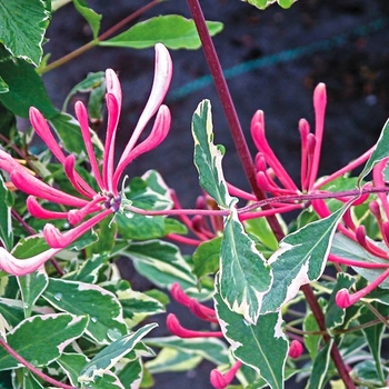 Lonicera periclymenum 'Harlequin' 