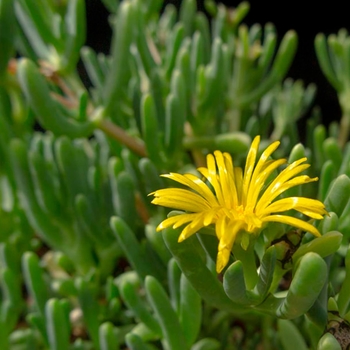 Malephora 'Multiple Varieties' 