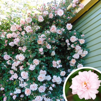 Rosa 'Cecile Brunner' 
