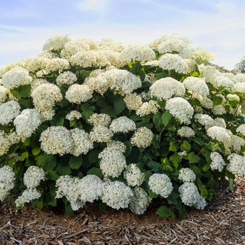 Hydrangea arborescens 'FlowerFull™' PP25323P2