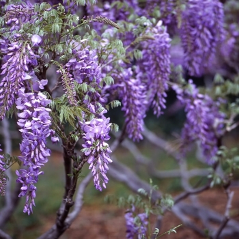 Wisteria floribunda 'Texas Purple' 