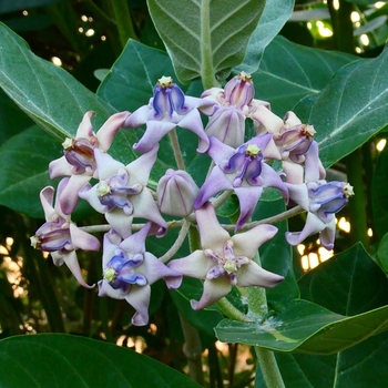 Calotropis gigantea