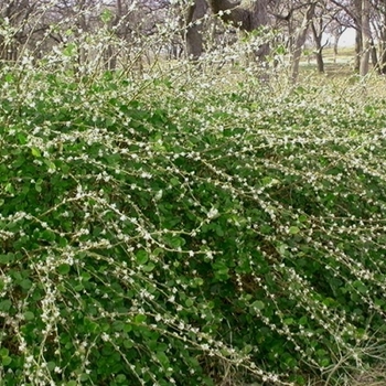 Lonicera fragrantissima