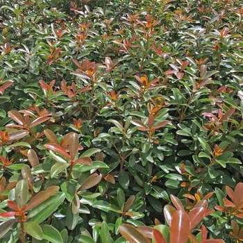 Cleyera japonica