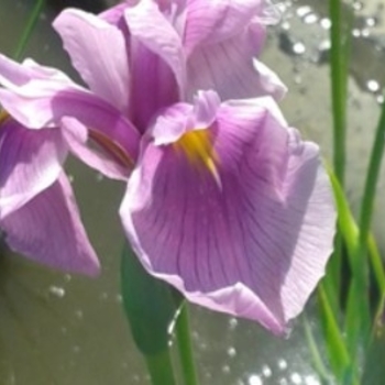 Iris ensata 'Rose Queen' 