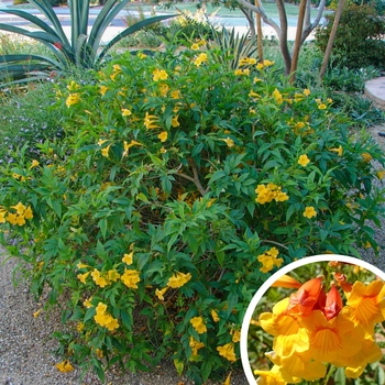 Tecoma 'Sierra Apricot®' PP20246