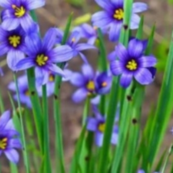 Sisyrinchium angustifolium