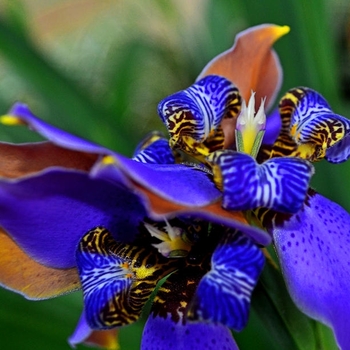 Neomarica caerulea 'Regina' 