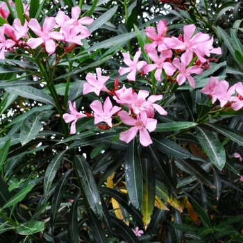 Nerium oleander 'Petite Pink' 