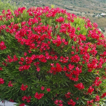 Nerium oleander 'Little Red' PP4836