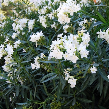 Nerium oleander