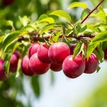 Prunus 'Compass' 
