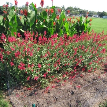 Salvia darcyi x microphylla 'PWIN025' USPP31266P2