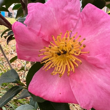 Camellia sasanqua 'Pink Serenade' 