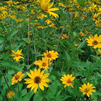 Heliopsis helianthoides