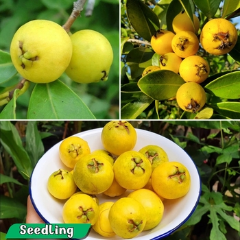 Psidium cattleianum