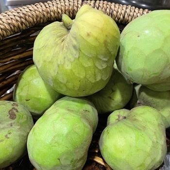 Annona cherimola