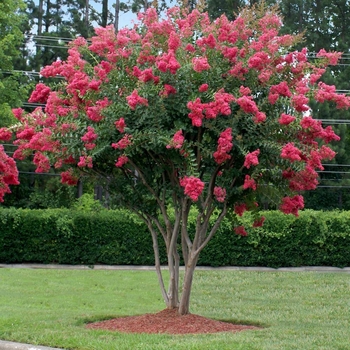 Lagerstroemia 