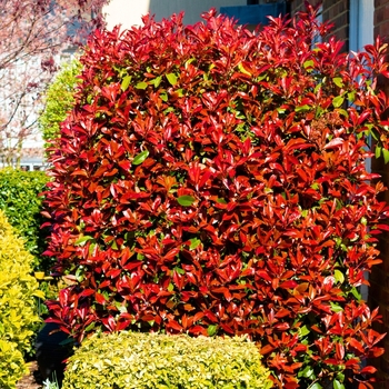 Photinia x fraseri 'Fire Fantasy' Bourfrits PP20469