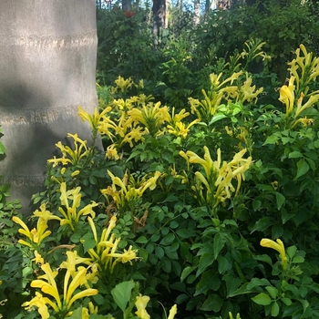 Tecomaria capensis 'Aurea' 