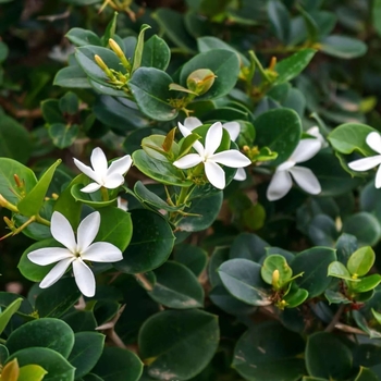 Carissa macrocarpa 'Emerald Blanket (Green Carpet)' 