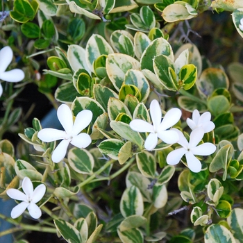Carissa macrocarpa