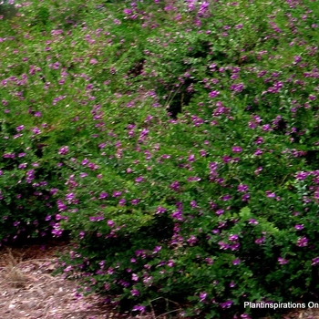 Polygala fruticosa 'Petite Butterflies' 
