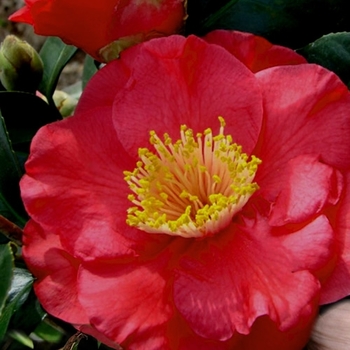 Camellia japonica 'Governor Mouton' 