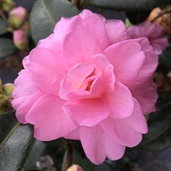 Camellia x hiemalis 'Martha Sims' 