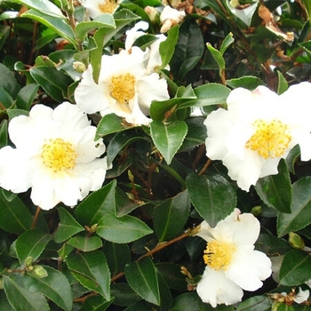 Camellia sasanqua 'Yuletide' 