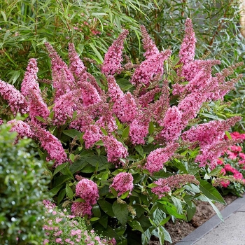 Buddleia davidii 'BotEx 006' PP3500