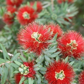 Callistemon 'Little John' 