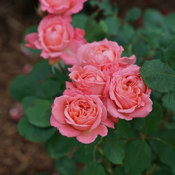 Rosa 'New Dawn' 