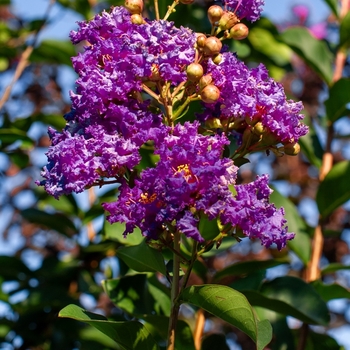 Lagerstroemia indica 'Autaugaville Purple' 