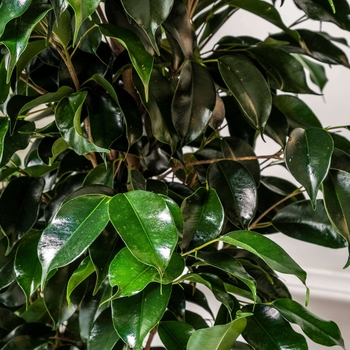 Ficus benjamina