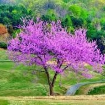 Cercis canadensis 'Minnesota Strain' 