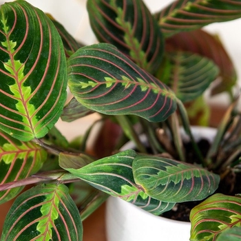 Calathea 