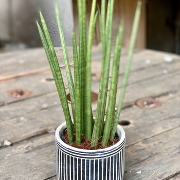 Sansevieria cylindrica
