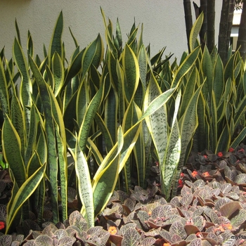 Sansevieria trifasciata