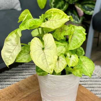 Syngonium podophyllum
