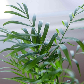 Chamaedorea elegans